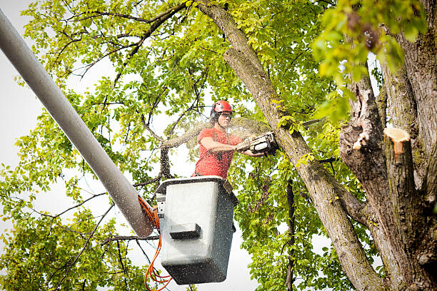 Best Large Tree Removal  in Painesville, OH